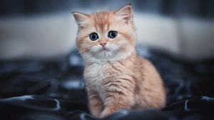 Cat, Animals, 4K wallpaper