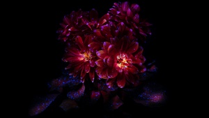 Chrysanthemum flowers, Dark aesthetic, Bloom, AMOLED, Black background, 4K wallpaper