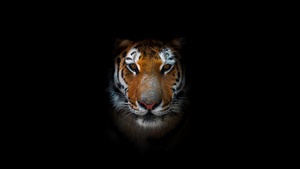 Tiger, AMOLED, Closeup, Predator, Black background, 4K wallpaper