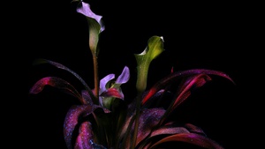 Botanical, Bloom, AMOLED, Exotic, Dark aesthetic, 4K wallpaper