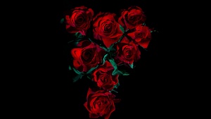 Red Roses, AMOLED, Rose flowers, Black background, Dark red, 4K wallpaper