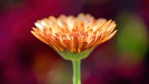 Flowers, Macro, Nature, 4K wallpaper