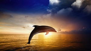 Dolphin, Ocean, Fish, Animals, 4K wallpaper