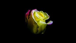 Rose flower, AMOLED, Black background, 4K wallpaper