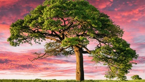 Lone tree, Aesthetic, Sunset, Landscape, 4K wallpaper