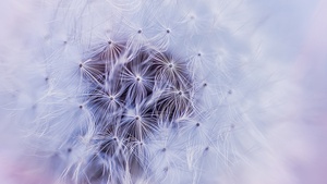 Dandelion flower, White aesthetic, Macro, 4K wallpaper