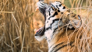 Tiger, Animals, 4K wallpaper