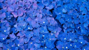 Hydrangea, Flowers, Violet, 4K wallpaper