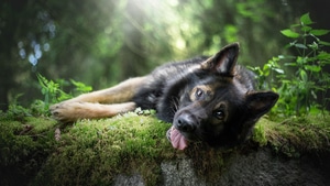 German Shepherd, Animals, Dog, 4K wallpaper