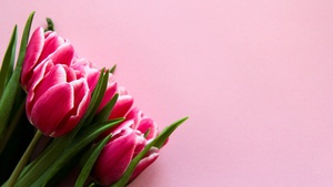 Pink Tulips, Pink background, 4K wallpaper