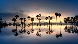 Palm trees, Silhouette, Reflection, Body of Water, 4K wallpaper