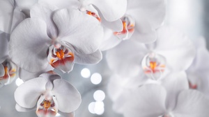 White Orchids, White aesthetic, Orchid flowers, Bokeh, 4K wallpaper