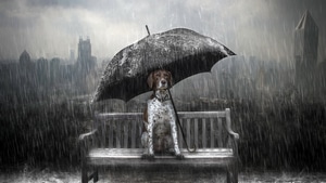 Dog, Rain, Umbrella, Artist, Artwork, Digital Art, 4K wallpaper