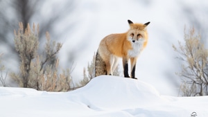 Fox, Winter, Animals, Snow, 4K wallpaper