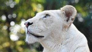 Lion, Animals, 4K wallpaper
