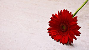 Red Gerbera Daisy, Daisy flower, Red flower, 4K wallpaper