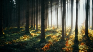Forest, Nature, Sunbeam, 4K wallpaper