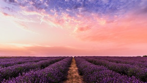 Lavender farm, Pink sky, Evening, 4K wallpaper