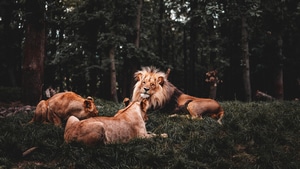 Lion, Animals, 4K wallpaper