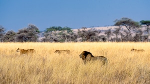 Lion, Animals, Field, 4K wallpaper