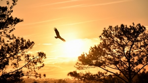 Eagle, Sunset, Photography, 4K wallpaper