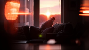 Dog, Sunset, Photography, 4K wallpaper