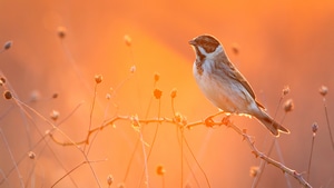 Birds, Animals, 4K wallpaper