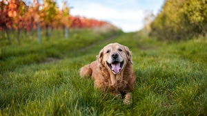 Labrador Retriever, Dog, Animals, Labrador, 4K wallpaper