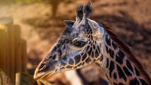 Giraffe, Animals, 4K wallpaper