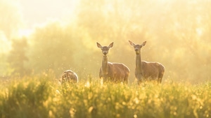 Deer, Animals, 4K wallpaper