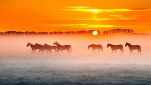 Horses, Horse, Animals, 4K wallpaper