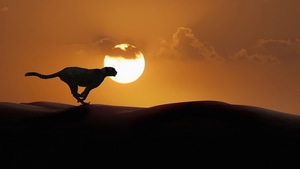 Cheetah, Animals, 4K wallpaper