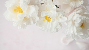 Peony flowers, White flowers, White background, 4K wallpaper