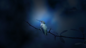 Hummingbird, Branch, Bokeh, Blue, 4K wallpaper