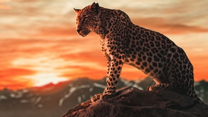 Cheetah, Animals, 4K wallpaper
