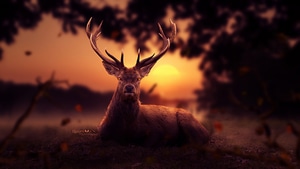 Reindeer, Artist, Artwork, Digital Art, Artstation, 4K wallpaper