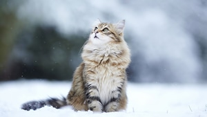 Cat, Animals, Winter, 4K wallpaper