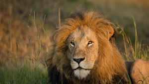 Lion, Animals, 4K wallpaper