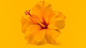 Hibiscus flowers, Yellow flower, Yellow background, 4K wallpaper