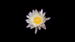 Water lily, Lily flowers, Black background, White flower, 4K wallpaper