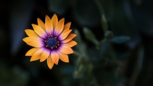 Flowers, 4K wallpaper