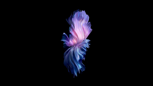 Stock, Purple abstract, Black background, 4K wallpaper