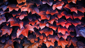 Leaves, Autumn, Nature, 4K wallpaper