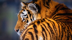 Siberian tiger, Amur tiger, 4K wallpaper