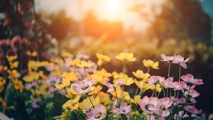 Flowers, Nature, 4K wallpaper