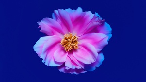 Peony flowers, Pink flower, Blue background, 4K wallpaper