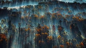 Trees, Mist, Morning, Nature, 4K wallpaper