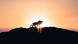 Lion, Animals, 4K wallpaper