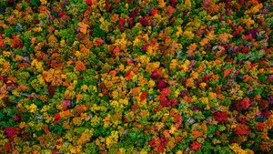Autumn Forest, Maple trees, Aerial view, 4K wallpaper