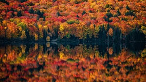 Ontario, Canada, Autumn, Maple trees, Lake, Foliage, 4K wallpaper